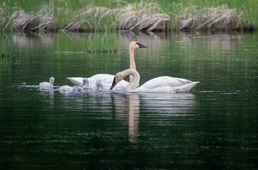 Swan Family