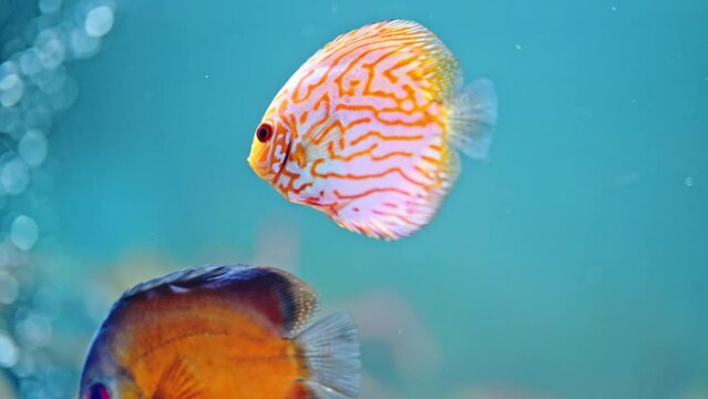 Orange Tropical Fish  River Symphysodon Stock Photo 690424015