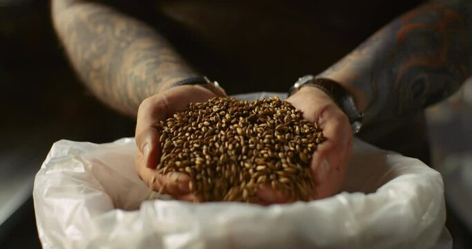 The brewer takes a handful of malt from the bag in the palm of his hand