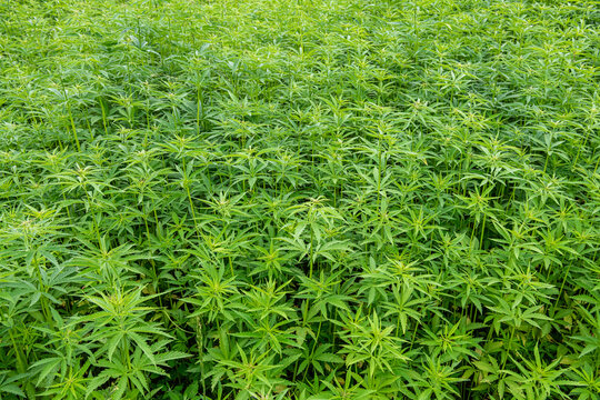 Culture de chanvre textile Bio en Seine-Maritime