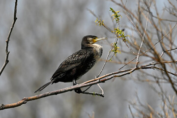 Great cormorant // Kormoran (Phalacrocorax carbo)