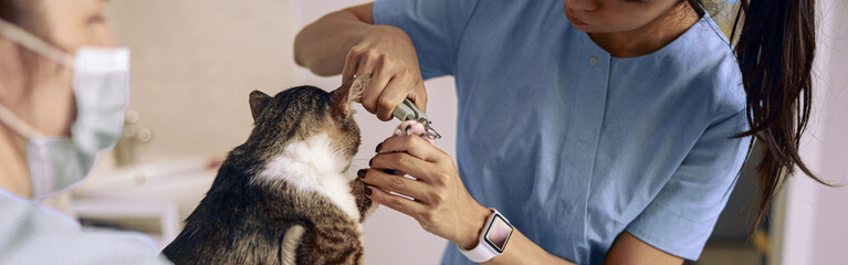 Asian veterinarian in blue uniform cuts cat claws while nurse holds pet in clinic © Friends Stock
