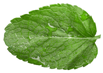Mint leaf. Fresh mint on background. Mint leaf. © BillionPhotos.com