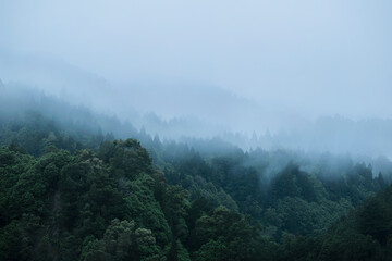 High angle view of a forrest on a foggy morning. Nature background with copy space