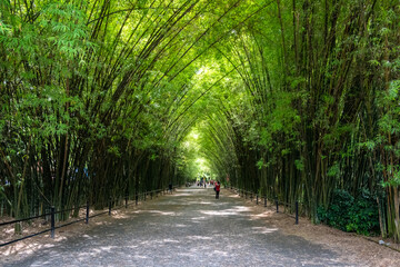 bamboo tunnel