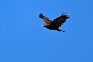 Greater spotted eagle //Schelladler (Clanga clanga) - Mesolongi, Greece (winter)