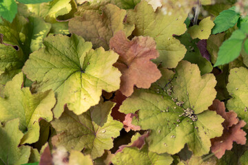 落ち着いたコントラストの葉