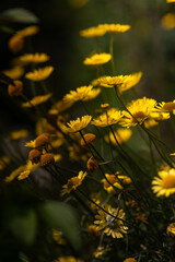 明暗分かれるオレンジの花と暖かい色合い