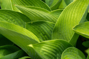 大きな葉が、まるで波のように揺らぐ