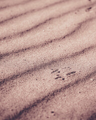 Ballade &agrave; Berck-sur-mer