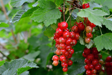 red currant with green leaves on the bush in the garden, copy space 