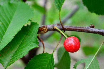 red cherry isolated among green leaves on the cherry tree, copy space  