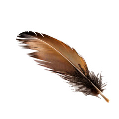 Single brown pigeon bird feather isolated on transparent background. Generative AI.