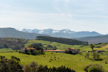Natural landscape of the touristic Cantabria with its green meadows and small wooden houses and in the background the impressive snow-capped Picos de Europa on a sunny day.