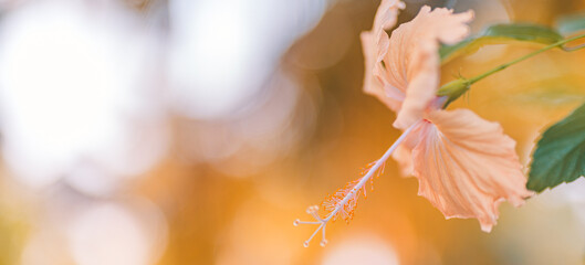 Abstract nature closeup. Peaceful panoramic exotic tropical garden or park. Beautiful nature closeup hibiscus flower. Green lush foliage bokeh background. Wellbeing spa relaxation nature bloom blossom © icemanphotos