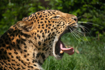 Javan Leopard Yawns in Zoological Garden. Closeup of Panthera Pardus Melas in Zoo. Wild Cat with Green Background.