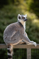 Alert Ring-Tailed Lemur Sits in Zoo. Beautiful Vertical Portrait of Lemur Catta in Zoological Garden. Furry Wild Animal Outside.