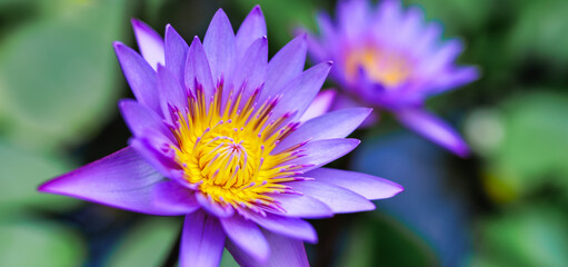 Fototapeta premium Nature closeup pink purple lotus water lily blooming on blurred water surface and dark green leaves. Wellbeing spa purity nature background. Relaxing nature blooming floral panorama, idyllic sunlight
