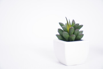 Miniaturowa roślina - obrazy, fototapety, plakaty
