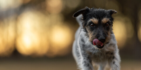 small cute Jack Russell Terrier dog is going frontal  over a meadow atmospheric light in early...