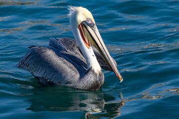 A specimen of Pelecanus occidentalis californicus, commonly called the California brown pelican, is a subspecies of the brown pelican that inhabits the state of Baja California Sur in Mexico. Bird.