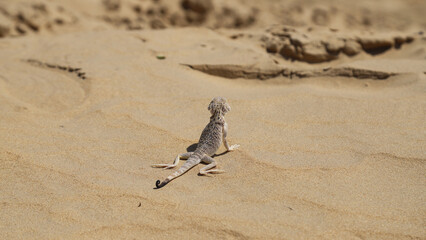 agama lizard back in a hot weather