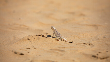 agama lizard in uzbekistan desert