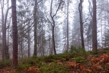 Beauty mist forest landscape with mystic trees.