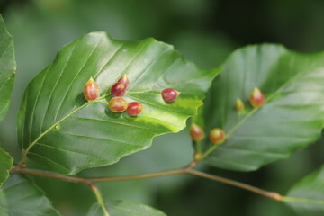 Galls of the Gall Midge (Mikiola fagi) on leaves of Common Beech (Fagus sylvatica).