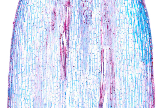 Sunflower stem, longitudinal section, 20X light micrograph. Stem of Helianthus annuus, under light microscope. Hematoxylin-eosin stained for better visualization. Isolated, on white background. Photo