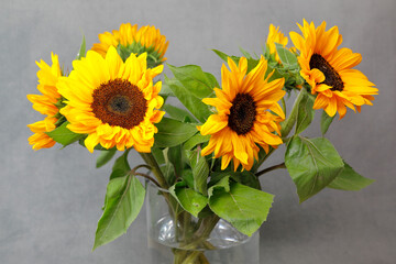 Sonnenblumen in einer Glasvase vor grauem Grund