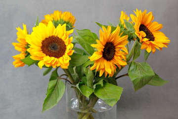 Obraz premium Sonnenblumen in einer Glasvase vor grauem Grund