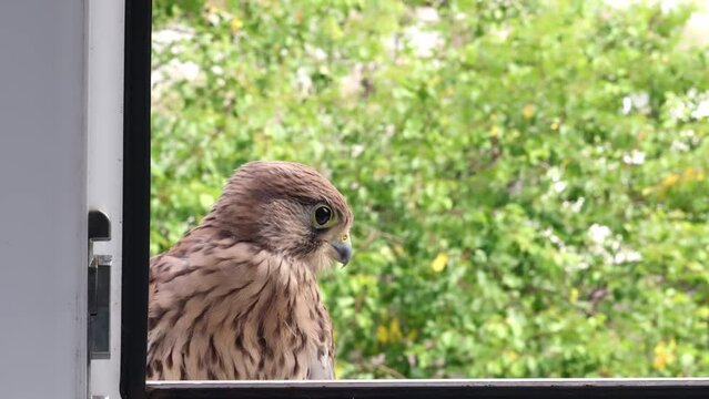 The falcon flew into the window of the apartment.