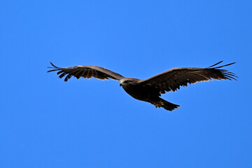 Greater spotted eagle //Schelladler (Clanga clanga) - Mesolongi, Greece (winter)