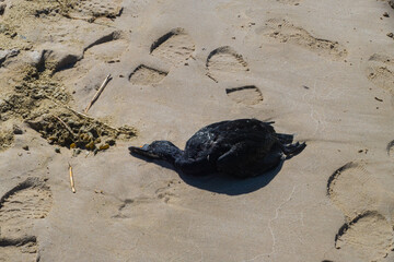 Toter Vogel am Strand