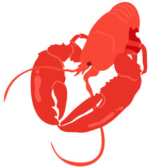 hand drawn vector illustration,isolated red lobster on white background.