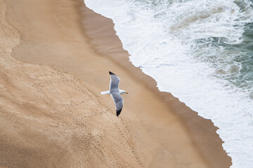 Seagull flying above the beach in Nazare, Portugal