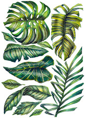Beautiful set of tropical and exotic palm leaves and other plants. Watercolor drawing on a white background.
