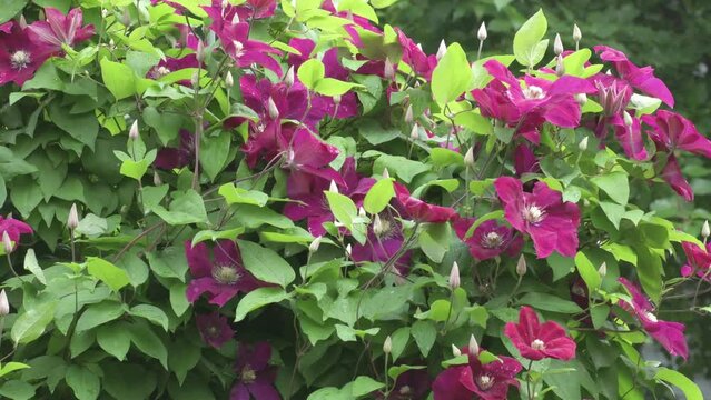 bindweed plant with beautiful bordo color flowers. cloudy day. close up
