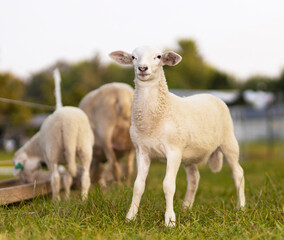 Proud looking lamb that is standing on a field