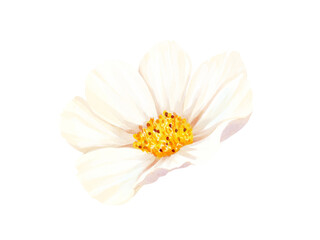 White flower watercolor illustration