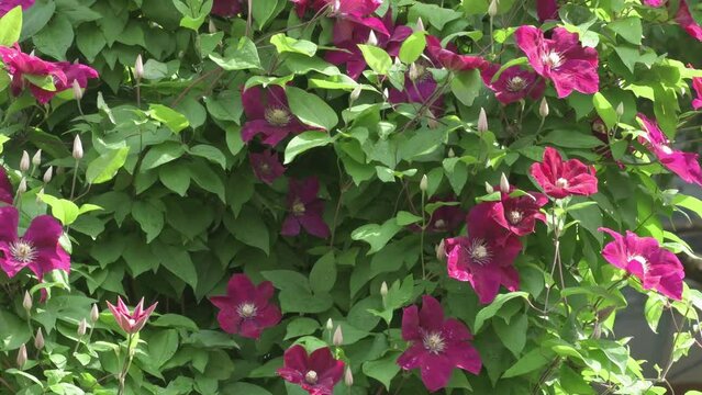 bindweed plant with beautiful bordo color flowers. cloudy day. close up