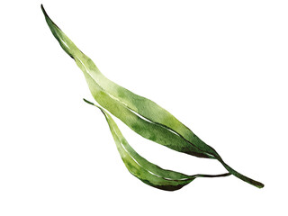 Fototapeta premium Green leaves watercolor illustration