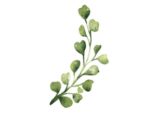 Green leaves watercolor illustration