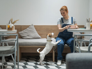 Jack Russell Terrier begging at the owner's dog friendly cafe.