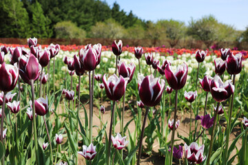 Chic Tulip Chansonette variety, class Triumph