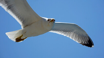 flying seagull in the blue sky