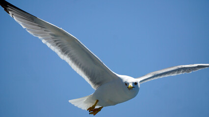 flying seagull in the blue sky