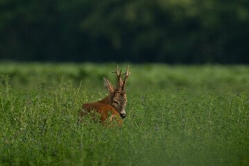 Roebuck capital in the grass