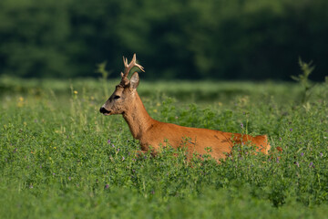 Roebuck capital in the grass